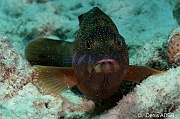 Cephalopholis-fulvus Merou cone-Bonaire Buddy reef-25m-20180223-Denis-ADER-DSC_7730_tn